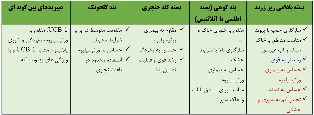 پایه هایی که برای کاشت پسته انتخاب می شوند.